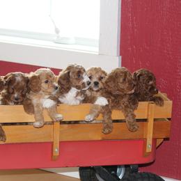 Cavapoo, Poodle, and Springerdoodle Puppies from Sugarland Puppies