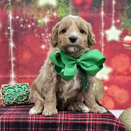 Sophie's Green Boy - male Goldendoodle puppy in Kountze, Texas from Texas Doodles LLC
