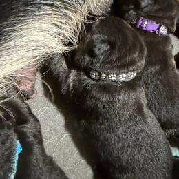 Black collar male - Bi-color male German Shepherd puppy in Centralia, Illinois from Janices AKC German Sheperds LLC