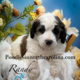 Randy - Sable male Poodle puppy in Greenville, North Carolina from Grace Poodles