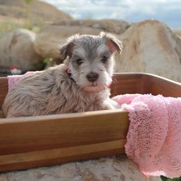 Miniature Schnauzer Puppies from Schnauzers on Robinson Lane