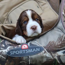 English Springer Spaniel Puppies from White Pine Springer Spaniels
