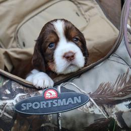 English Springer Spaniel Puppies from White Pine Springer Spaniels
