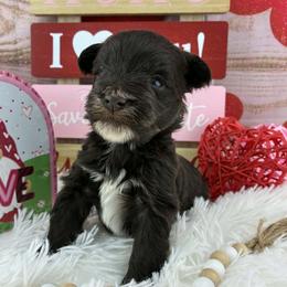 Ziggy - Liver male Miniature Schnauzer puppy in Sylvania, Georgia from Southern Sky Miniature Schnauzers