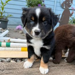 Twix - Black tri female Miniature American Shepherd puppy in Enumclaw, Washington from Mount Peak Mini American Shepherds