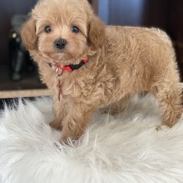 Cavapoo, Maltipoo, and Poodle Puppies from McCraws N Paws