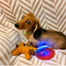 Jayme - Price Reduced - Red male Dachshund puppy in Waynesboro, Tennessee from Owl Hollow Farm Miniature Dachshunds