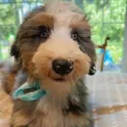 Dodger - Merle male Bernedoodle puppy in Sherman, Illinois from Shirl Doodle Life