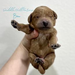 Beau - Apricot male Goldendoodle puppy in Rienzi, Mississippi from Saddle Hill Farms