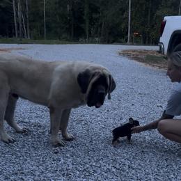 French Bulldog Puppies from Brickyard Bulldogs