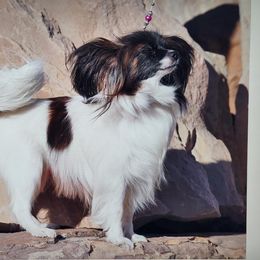 Papillon Puppies from Carousel Papillons