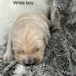 White boy - Light golden male Golden Retriever puppy in Morris, Connecticut from Sterling Goldens