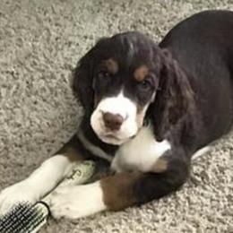 English Springer Spaniel Puppies from Springers Of Oz
