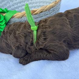 Orlando - Brown female Poodle puppy in Lakeland, Florida from Gulfside Poodles