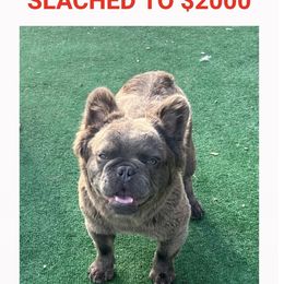 Zuri - Blue French Bulldog puppy in Tennessee from Prestigious K9