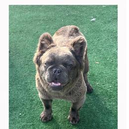 Zuri - Blue French Bulldog puppy in Tennessee from Prestigious K9