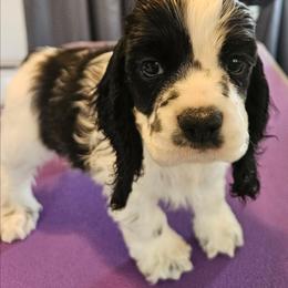 Girl 1 - Black and white female Cocker Spaniel puppy in New Riegel, Ohio from Riegelz Cockers
