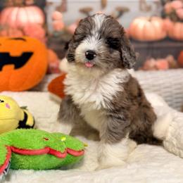 Jupiter - Blue merle male Aussiedoodle puppy in Dickerson, Maryland from Pawsome Aussie Doodles and Oodles