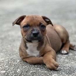 Birr - Red male Staffordshire Bull Terrier puppy in Monroe, Georgia from Irresistibull Staffords