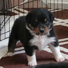 Manhattan   Boy3 - Black tri-color male Australian Shepherd puppy in Maryland from Lake Shore Australian Shepherds