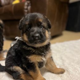 White girl - Black and tan female German Shepherd puppy in La Salle, Colorado from Pure Heart German shepherds