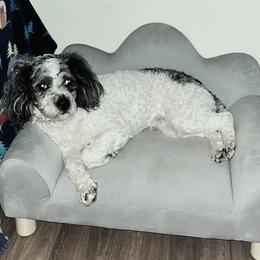 Cockapoo puppies from Royal Cockapoo Playhouse