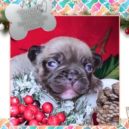 Girl 2- Elizabeth - Liver female French Bulldog puppy in Elberton, Georgia from Ioney's Southern Paws Shelties, Frenchies, and Yorkies