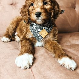 Goldendoodle Puppies from The Doting Doodle