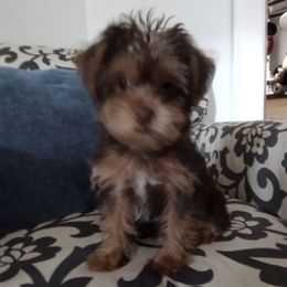 Boston Terriers, Cockapoos, and Yorkipoos from Little Paws