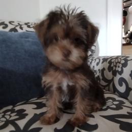Boston Terriers, Cockapoos, and Yorkipoos from Little Paws