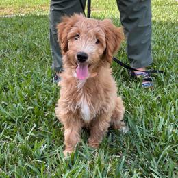 Donald - Apricot male Goldendoodle puppy in Casselberry, Florida from My Little Doodle