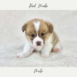 Milo - Red male Pembroke Welsh Corgi puppy in Onalaska, Washington from Shoestring Valley Corgis