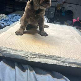 Tiny - Gray brindle male Cane Corso puppy in Fontana, California from ThinLine Cane Corso