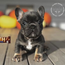 Heath - Blue male French Bulldog puppy in Salem, Oregon from Toy House Frenchies