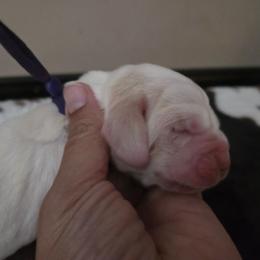 Girl 1 - Lemon and white female Basset Hound puppy in Denison, Texas from Emma Lou's Baby Bassets