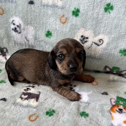 Dachshund, Pembroke Welsh Corgi, and Toy Australian Shepherd Puppies from Journey’s End CAD Farm