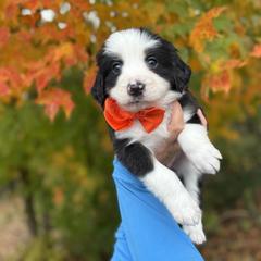 Assorted Doodle Crosses, Aussiedoodle, Australian Mountain Doodle, and Miniature Australian Shepherd Puppies from Aspen Mountain Doodles LLC