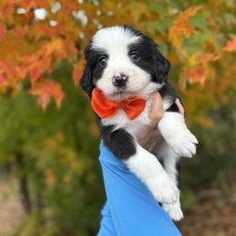 Assorted Doodle Crosses, Aussiedoodle, Australian Mountain Doodle, and Miniature Australian Shepherd Puppies from Aspen Mountain Doodles LLC