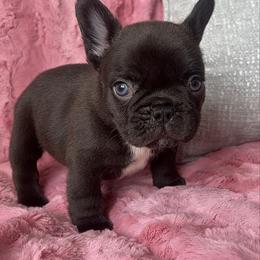 Java - Black and white male French Bulldog puppy in Galt, California from The three little frenchies