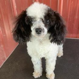 Posey - Poodle