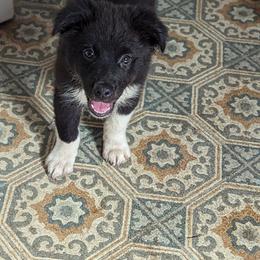 Boy 2 - Black & white Australian Shepherd puppy in Sanger, California from A&M Australian Shepherds