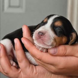 Reese - Blue tan and white male Beagle puppy in Lake City, Florida from Sunkissed Beagles