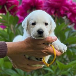 Lizzie - Yellow female Labrador Retriever puppy in Cave Junction, Oregon from Serenity Labradors
