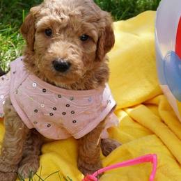 Double Doodles and Labradoodles from MerryGold Doodles