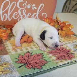 Archer - White and black male Dalmatian puppy in Grant, Michigan from Savannah Woltanski