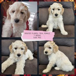 Frosted Flakes - Cream female Goldendoodle puppy in Zanesville, Ohio from Oodles of Doodles & Poos