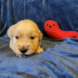 Boy 3 - Golden Retriever puppy in Lexington, Kentucky from ShimGold Golden Retrievers