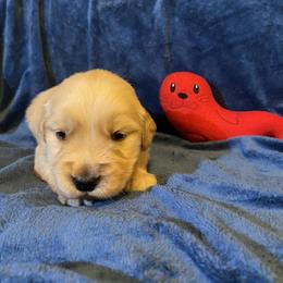 Boy 3 - Golden Retriever puppy in Lexington, Kentucky from ShimGold Golden Retrievers