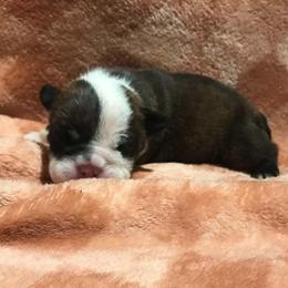 Tulah Red - Red brindle and white female Bulldog puppy in Laurel, Montana from Bull Mountain Bulldogs