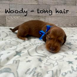 Woody - Red male Dachshund puppy in Goodyear, Arizona from AZ Low Life Doxies